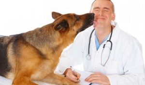Vet-examining-dog