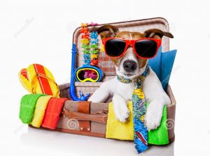 Bringing-Pets-to-Mexico-www.lakechapalaliving.com