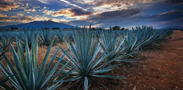 Tequila–Mexico’s Gift to the World